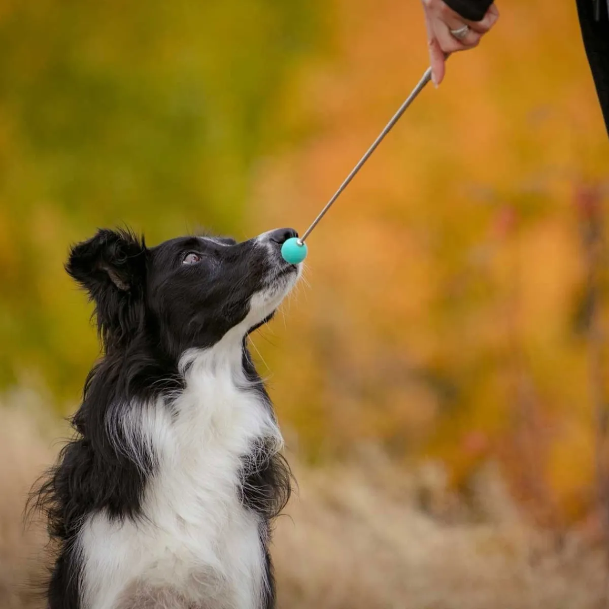 Pro Dog Naksuttimet Ja Kosketuskepit*Kosketuskeppi Target telesk.