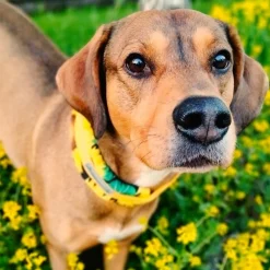 Kusse & Kutta Koiran Pannat*Kusse&Kutta extraleveä panta, auringonkukka