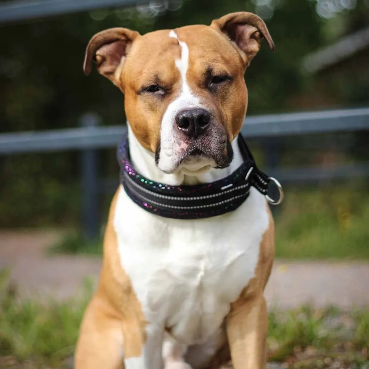 Kusse & Kutta Koiran Pannat*Kusse&Kutta extraleveä panta, musta kimalle