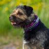 Kusse & Kutta Koiran Pannat*Kusse&Kutta lycra-panta, violetit kukat