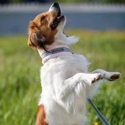 Kusse & Kutta Koiran Pannat*Kusse&Kutta puolikiristävä pehmopanta, vaaleanpunainen kimalle