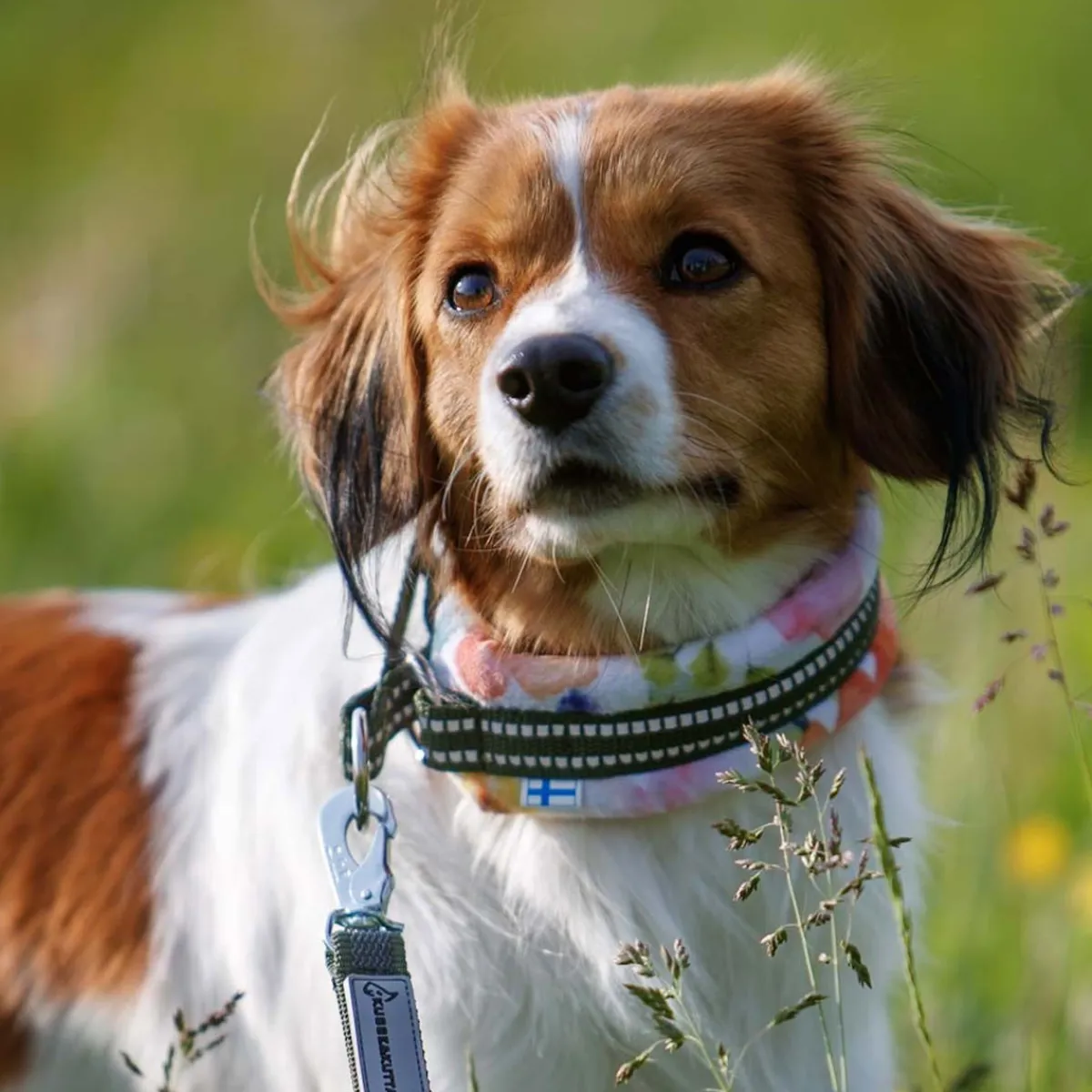 Kusse & Kutta Koiran Pannat*Kusse&Kutta puolikiristävä pehmopanta, puutarhakukat