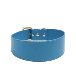 Collar of Sweden Koiran Pannat*Leveä solkipanta , neonsininen