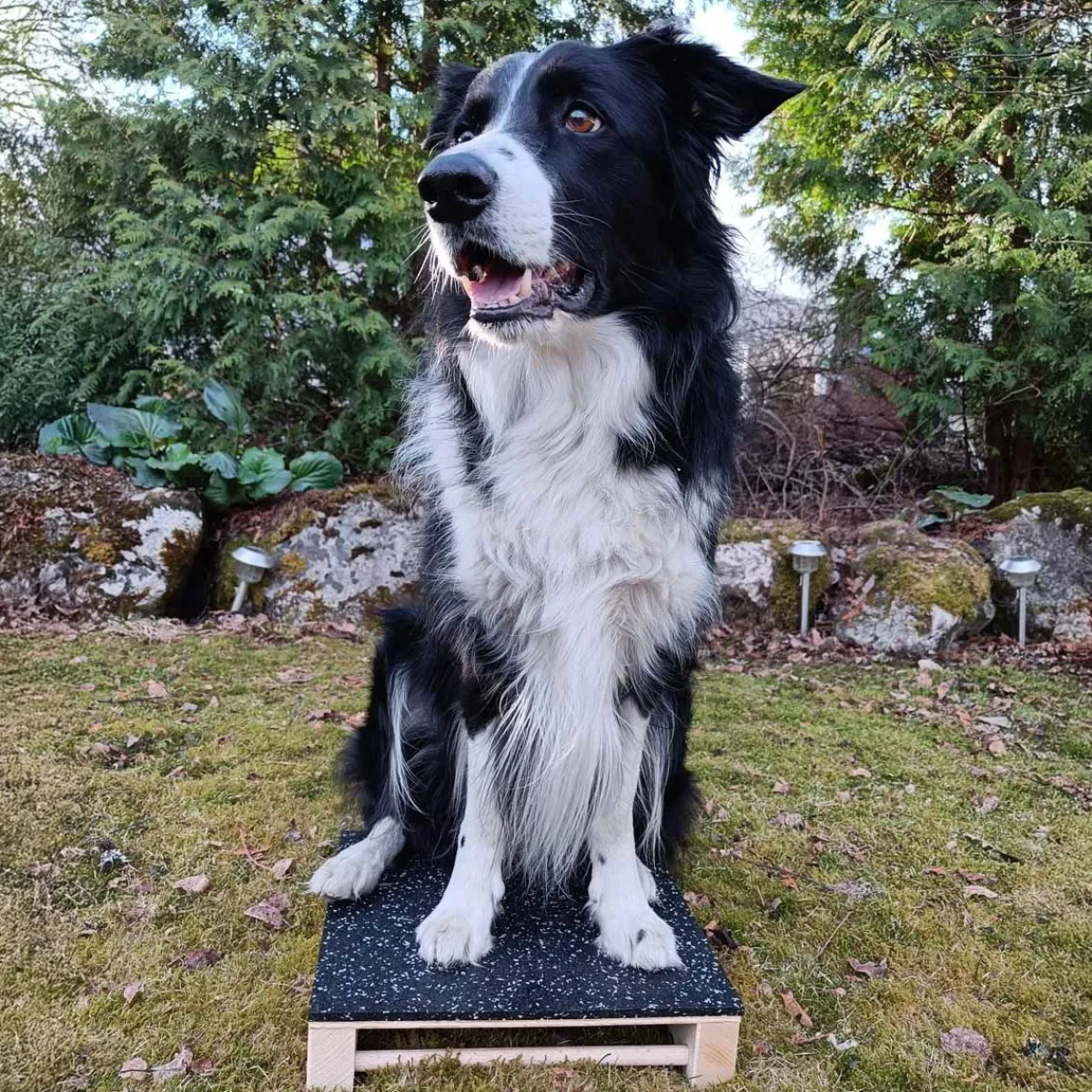 Loype Toko*Hamtal Tartan kumipäällysteinen puutargetti