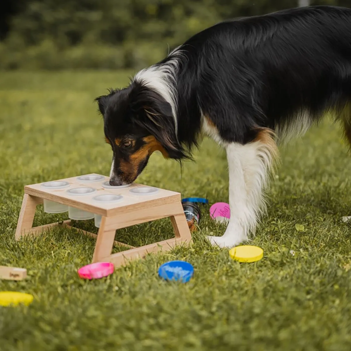 Loype Nosework*Nosework -teline hajupurkeilla