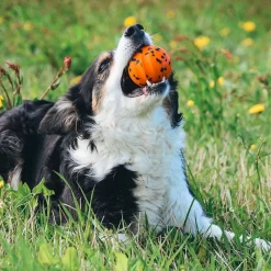 Non-stop dogwear Koiran Pallot*Non-Stop Dog ball