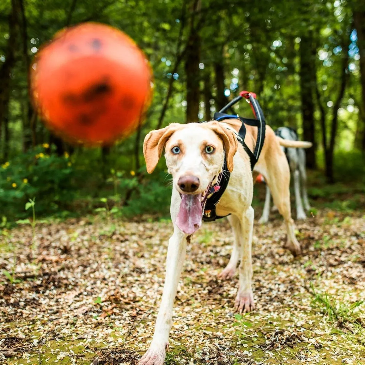 Non-stop dogwear Koiran Pallot*Non-Stop Dog ball