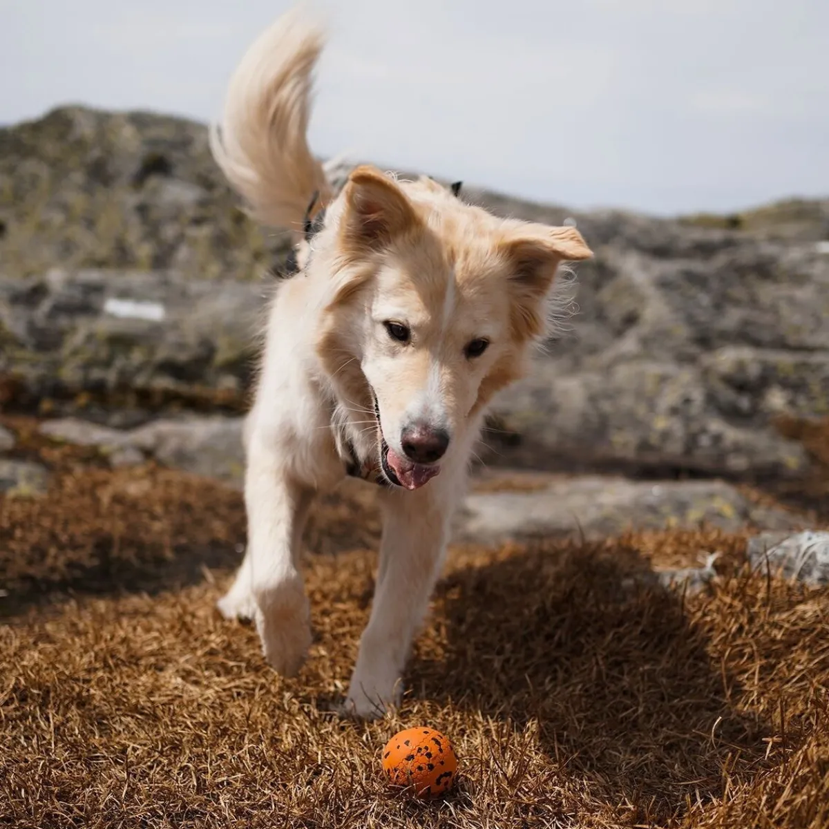 Non-stop dogwear Koiran Pallot*Non-Stop Dog ball