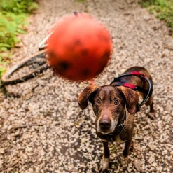Non-stop dogwear Koiran Pallot*Non-Stop Dog ball