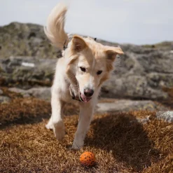 Non-stop dogwear Koiran Pallot*Non-Stop Dog ball
