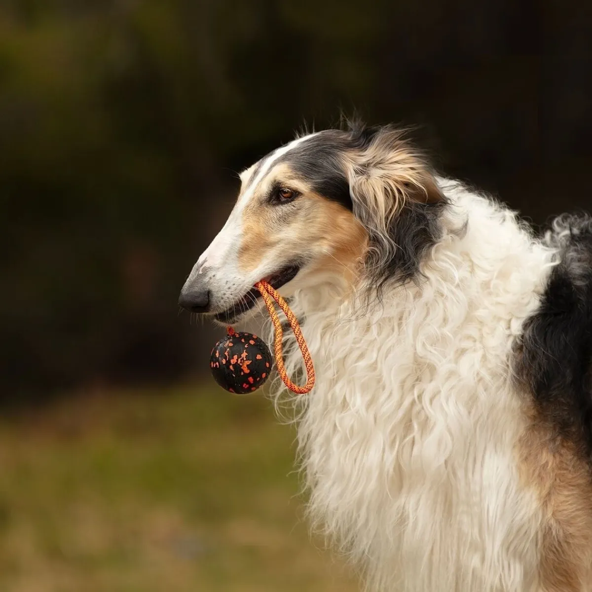 Non-stop dogwear Koiran Köysilelut|Koiran Pallot*Non-Stop Dog ball on rope