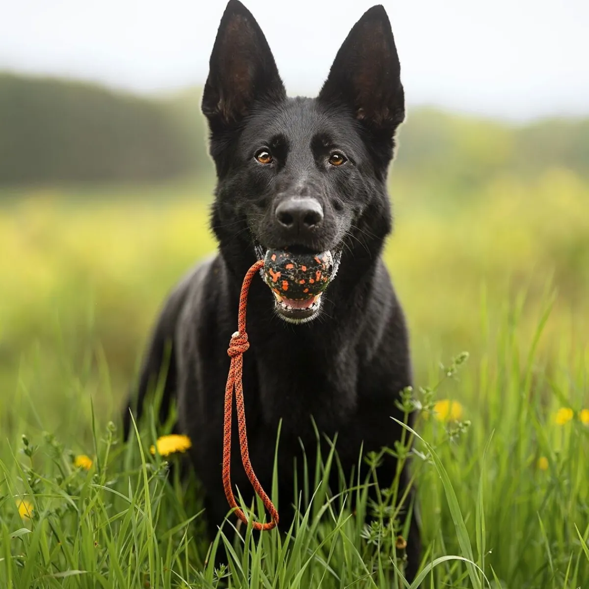 Non-stop dogwear Koiran Köysilelut|Koiran Pallot*Non-Stop Dog ball on rope