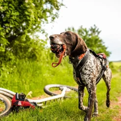 Non-stop dogwear Koiran Köysilelut|Koiran Pallot*Non-Stop Dog ball on rope