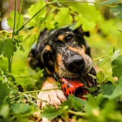 Non-stop dogwear Koiran Pallot Ja Heittolelut*Non-Stop Dog kuminen aktivointilelu