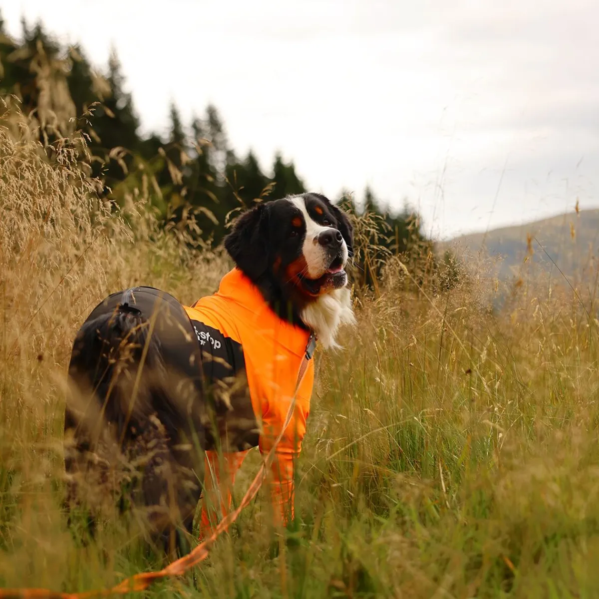 Non-stop dogwear Koiran Haalarit|Koiran Vaatteet*Protector puku, urosmalli