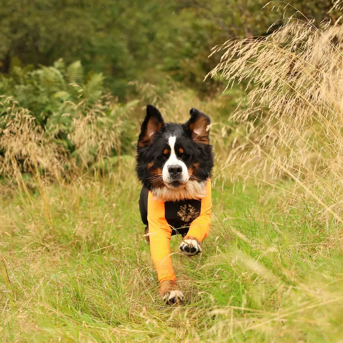 Non-stop dogwear Koiran Haalarit|Koiran Vaatteet*Protector puku, urosmalli