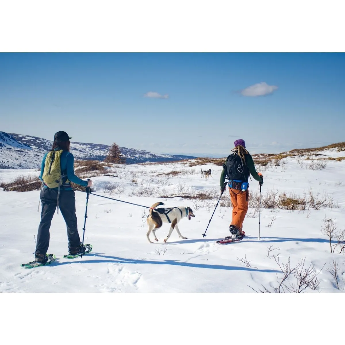 Non-stop dogwear Koiran Hihnat Ja Flexit|Retkeily Koiran Kanssa*Non-Stop Ferd vetovyö