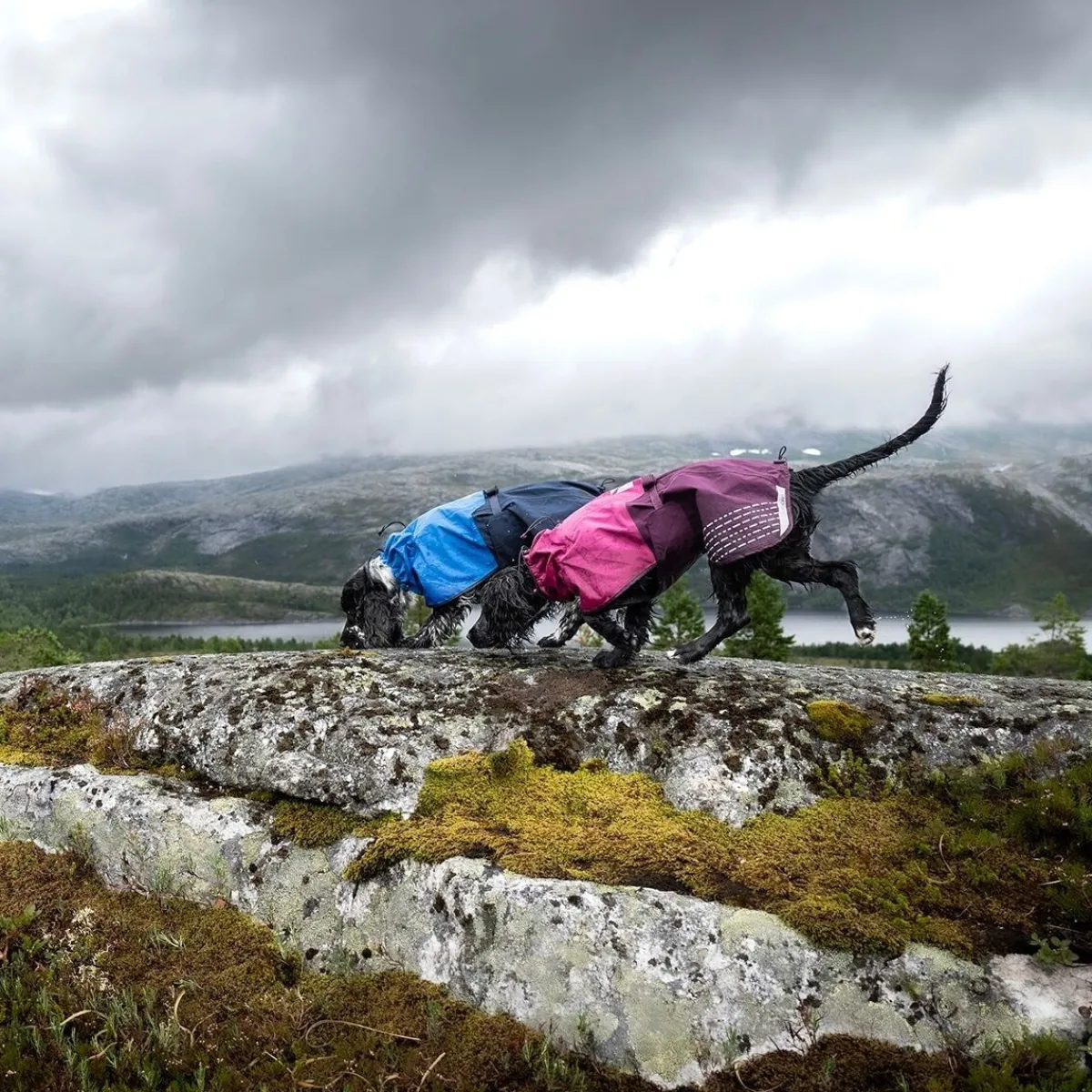 Non-stop dogwear Koiran Takit|Koiran Vaatteet*Non-Stop Fjord koiran sadetakki, sininen