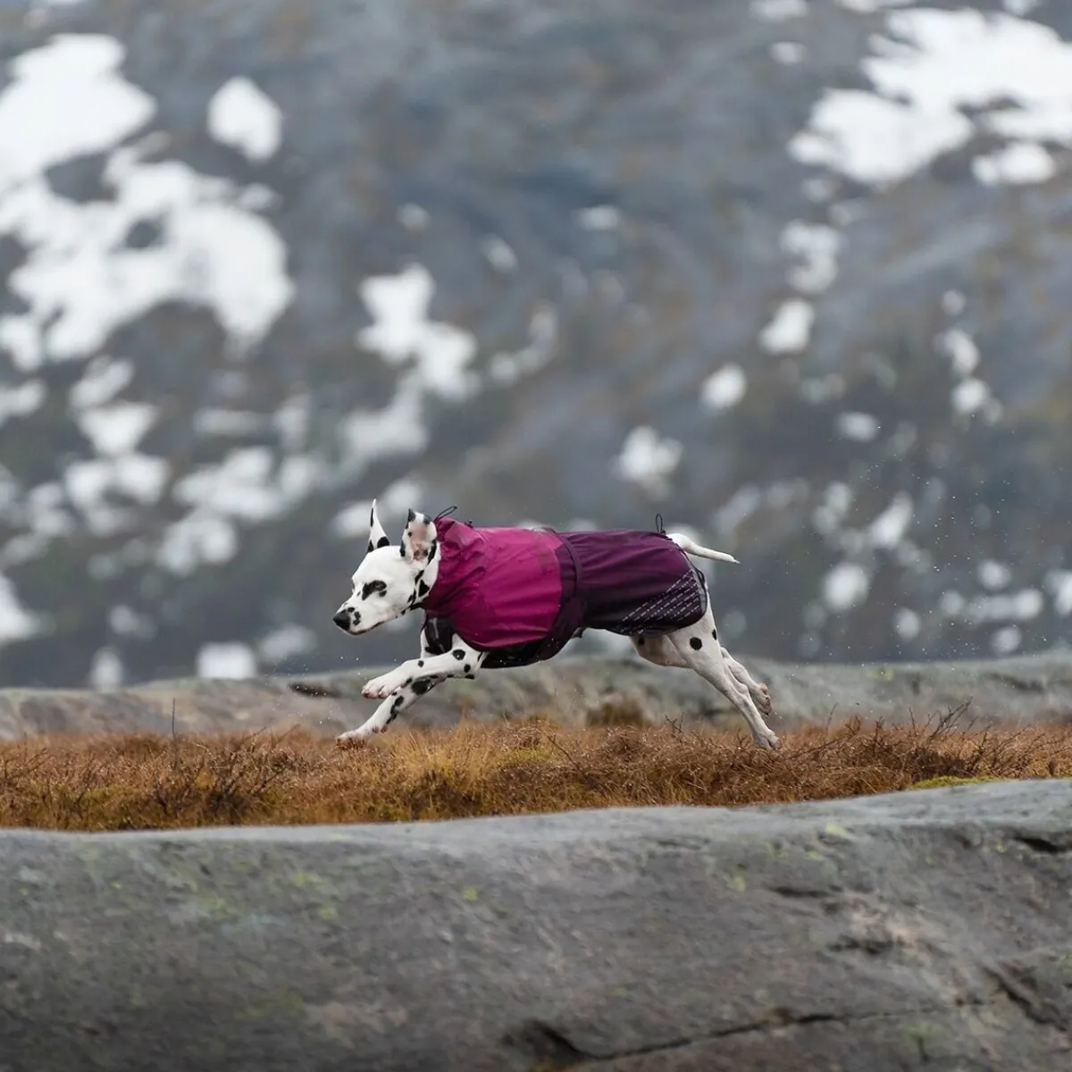 Non-stop dogwear Koiran Takit|Koiran Vaatteet*Non-Stop Fjord koiran sadetakki, violetti