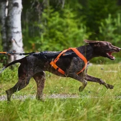 Non-stop dogwear Koiran Valjaat|Retkeily Koiran Kanssa*Non-Stop Freemotion valjaat 5.0 musta/oranssi