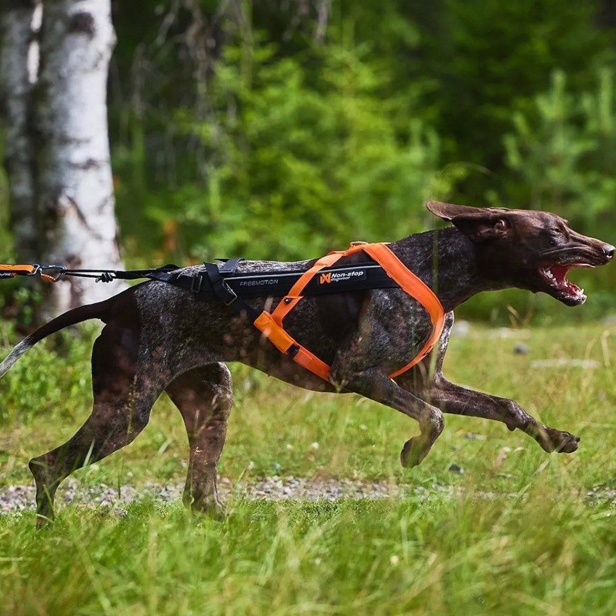 Non-stop dogwear Koiran Valjaat|Retkeily Koiran Kanssa*Non-Stop Freemotion valjaat 5.0 musta/oranssi