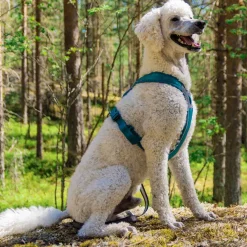 Non-stop dogwear Koiran Valjaat*Non-Stop Line valjaat 5.0, sinivihreä