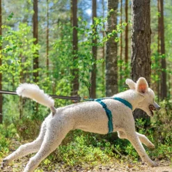 Non-stop dogwear Koiran Valjaat*Non-Stop Line valjaat 5.0, sinivihreä