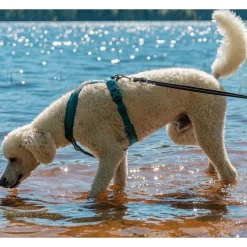 Non-stop dogwear Koiran Valjaat*Non-Stop Line valjaat 5.0, sinivihreä