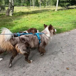 Non-stop dogwear Koiran Valjaat*Non-Stop Line valjaat 5.0, sinivihreä