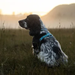 Non-stop dogwear Koiran Valjaat*Non-Stop Line valjaat 5.0, sinivihreä