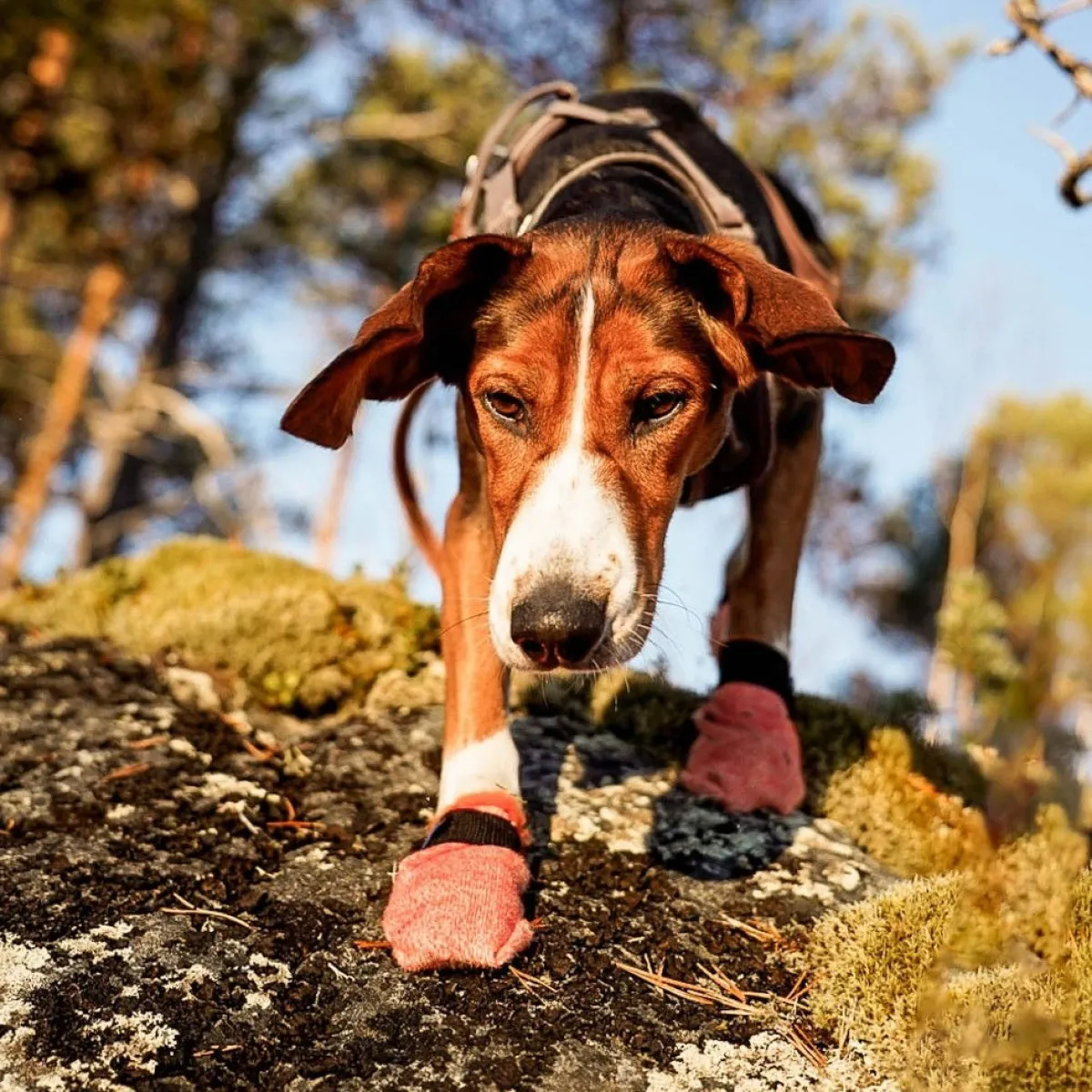 Non-stop dogwear Koiran Vaatteet|Koiran Tossut*Non-Stop Protector Light koiran tossut, 4 kpl