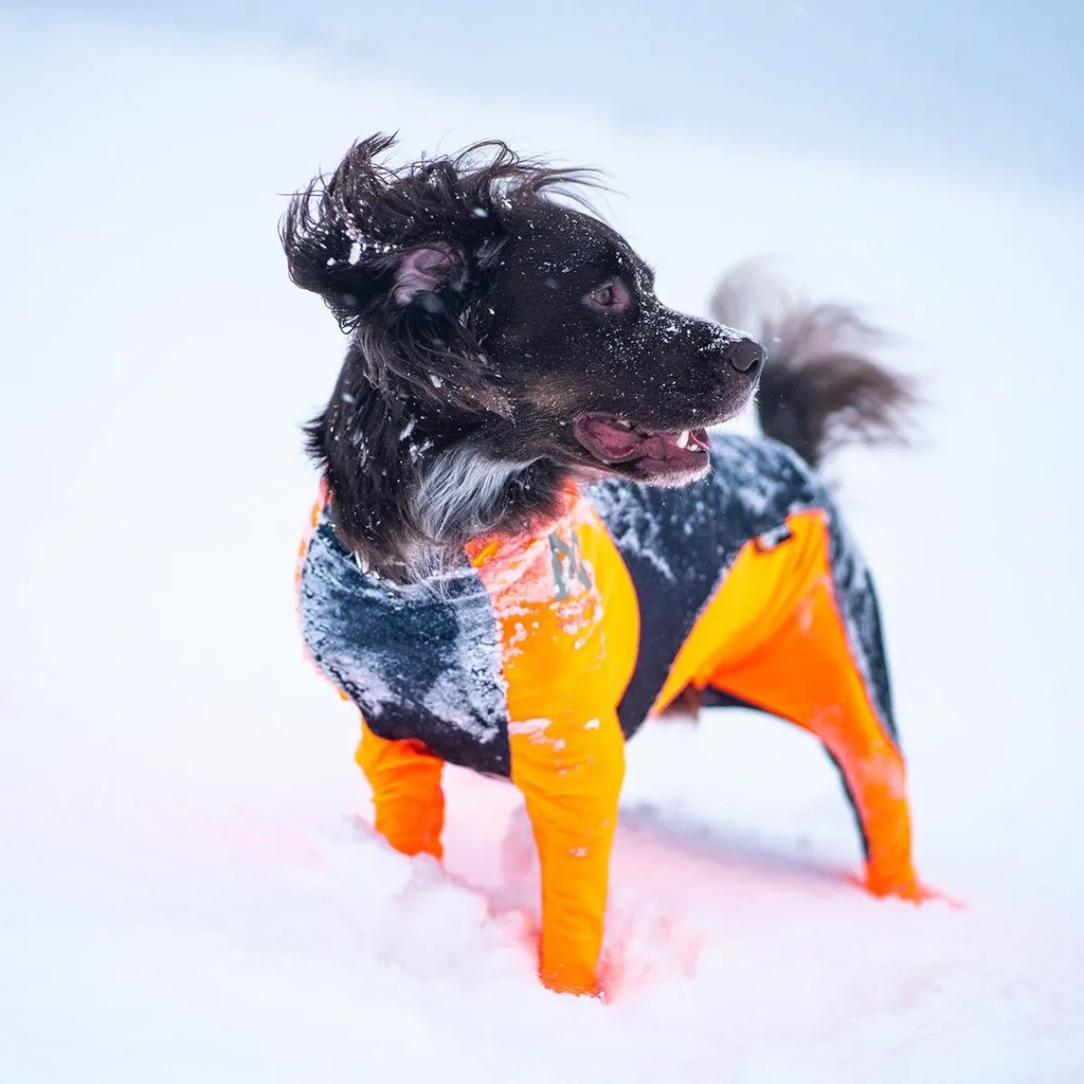 Non-stop dogwear Koiran Haalarit|Koiran Vaatteet*Non-Stop Protector Snow haalari, urosmalli