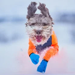 Non-stop dogwear Koiran Haalarit|Koiran Vaatteet*Non-Stop Protector Snow haalari, urosmalli