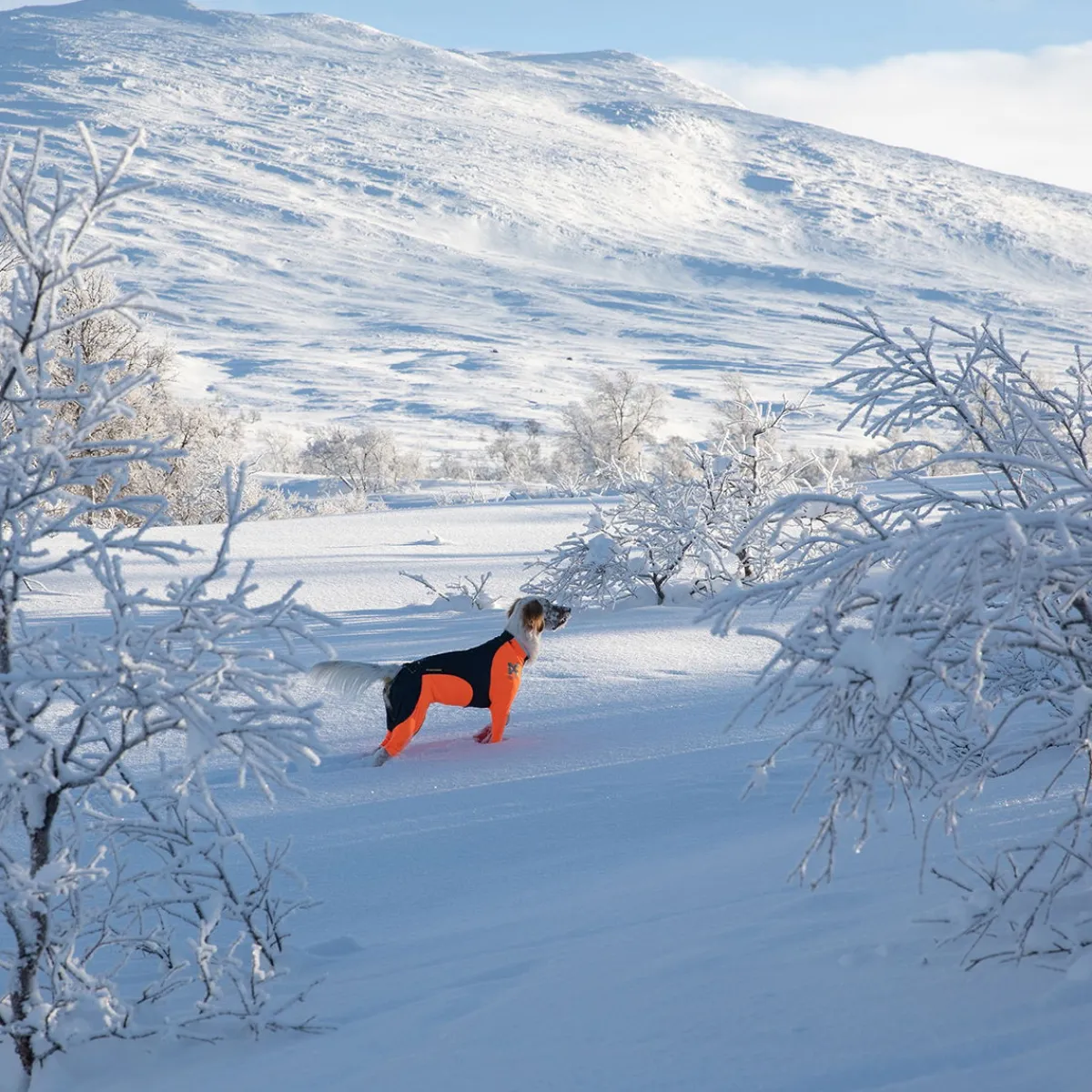 Non-stop dogwear Koiran Haalarit|Koiran Vaatteet*Non-Stop Protector Snow haalari, urosmalli