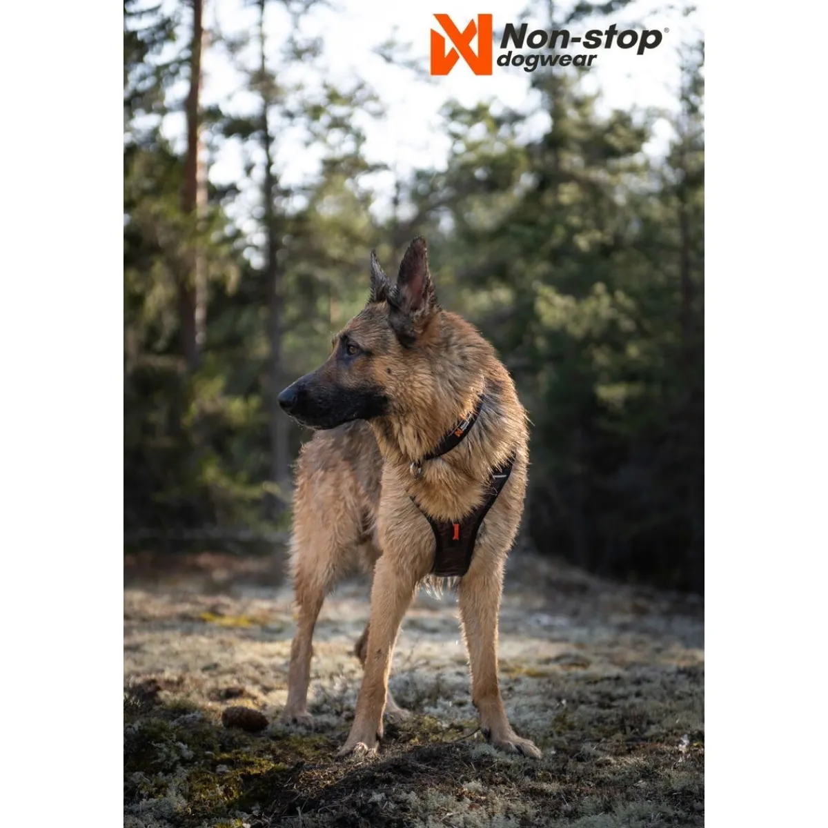 Non-stop dogwear Koiran Valjaat*Non-Stop Rock -koiran valjaat, musta/oranssi