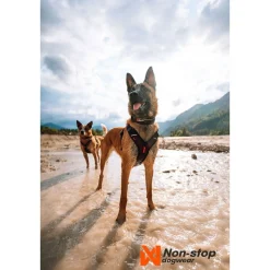 Non-stop dogwear Koiran Pannat*Non-Stop Rock -säädettävä kaulapanta