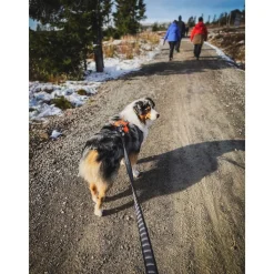 Non-stop dogwear Koiran Hihnat Ja Flexit*Non-stop Touring Bungee Leash 3.8m