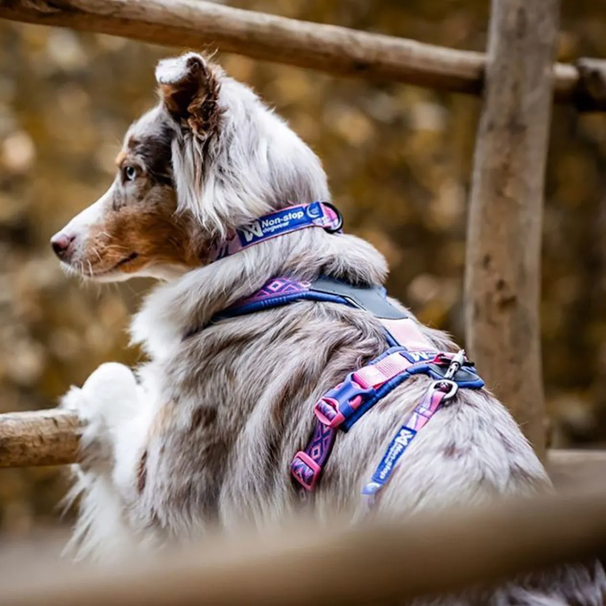 Non-stop dogwear Koiran Pannat*Non-stop Trail quest RP kaulapanta purple/pink