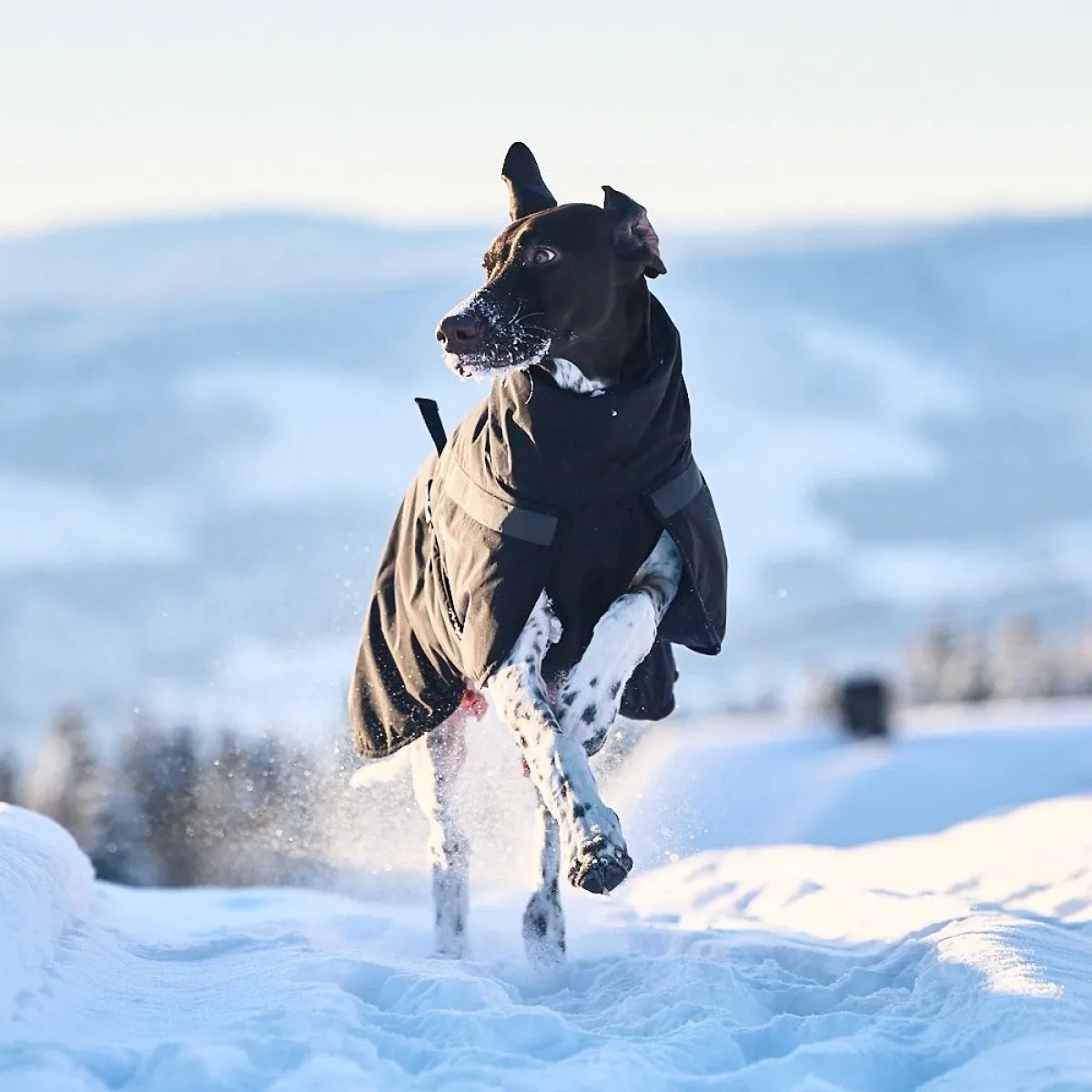 Non-stop dogwear Koiran Vaatteet|Koiran Talvitakit*Non-Stop Trekking koiran talvitakki, musta