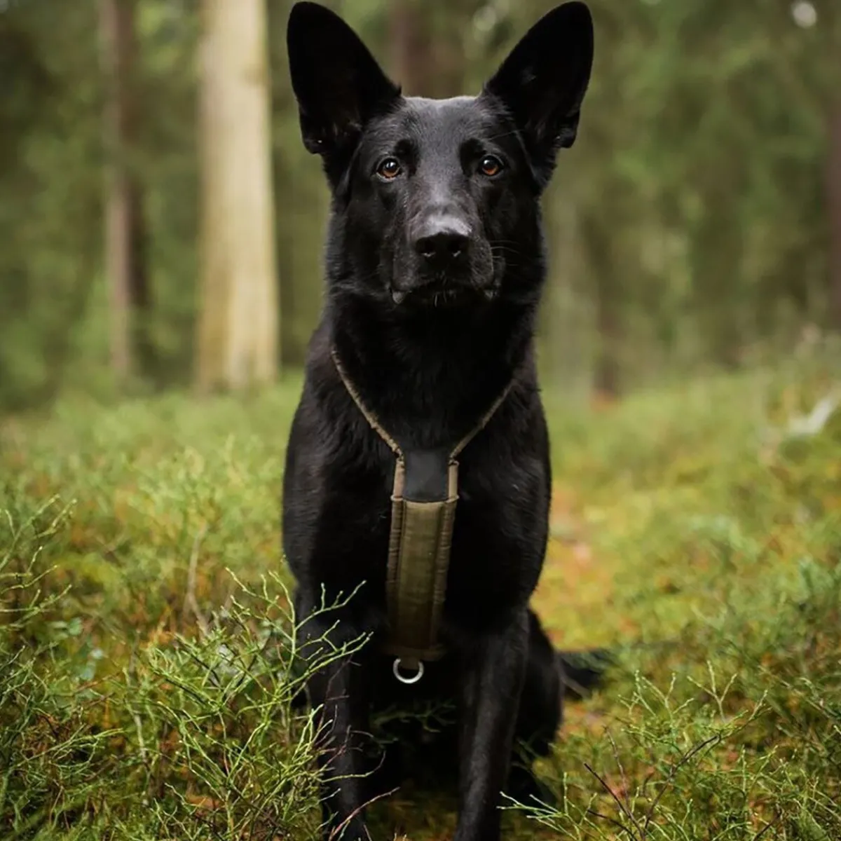 Non-stop dogwear Igp|Koiran Valjaat*Non-stop valjaat Line Grip Defense, vihreä