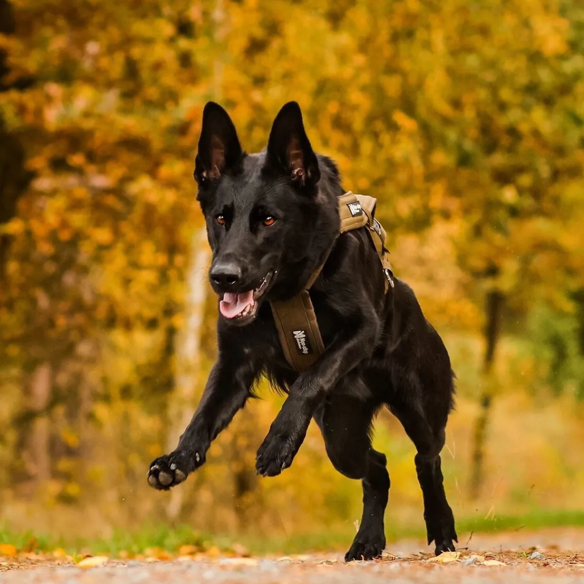 Non-stop dogwear Koiran Valjaat|Retkeily Koiran Kanssa*Non-stop vetovaljaat Freemotion Defense, vihreä