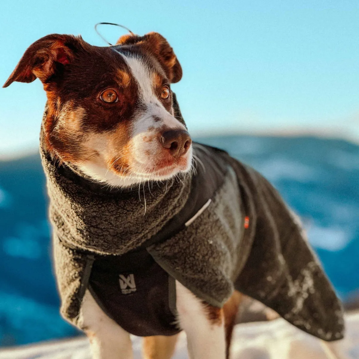 Non-stop dogwear Koiran Vaatteet|Koiran Takit*Non-Stop Wool koiran villatakki