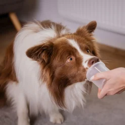 Loype Nosework*Nose Work -purkit
