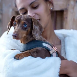 Rogz Koiran Valjaat*Pienten koirien valjaat Urban Fast-Fit, kulta