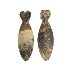 Pocca Puruluut*European Bone Turskannahka 2 kpl 18 cm