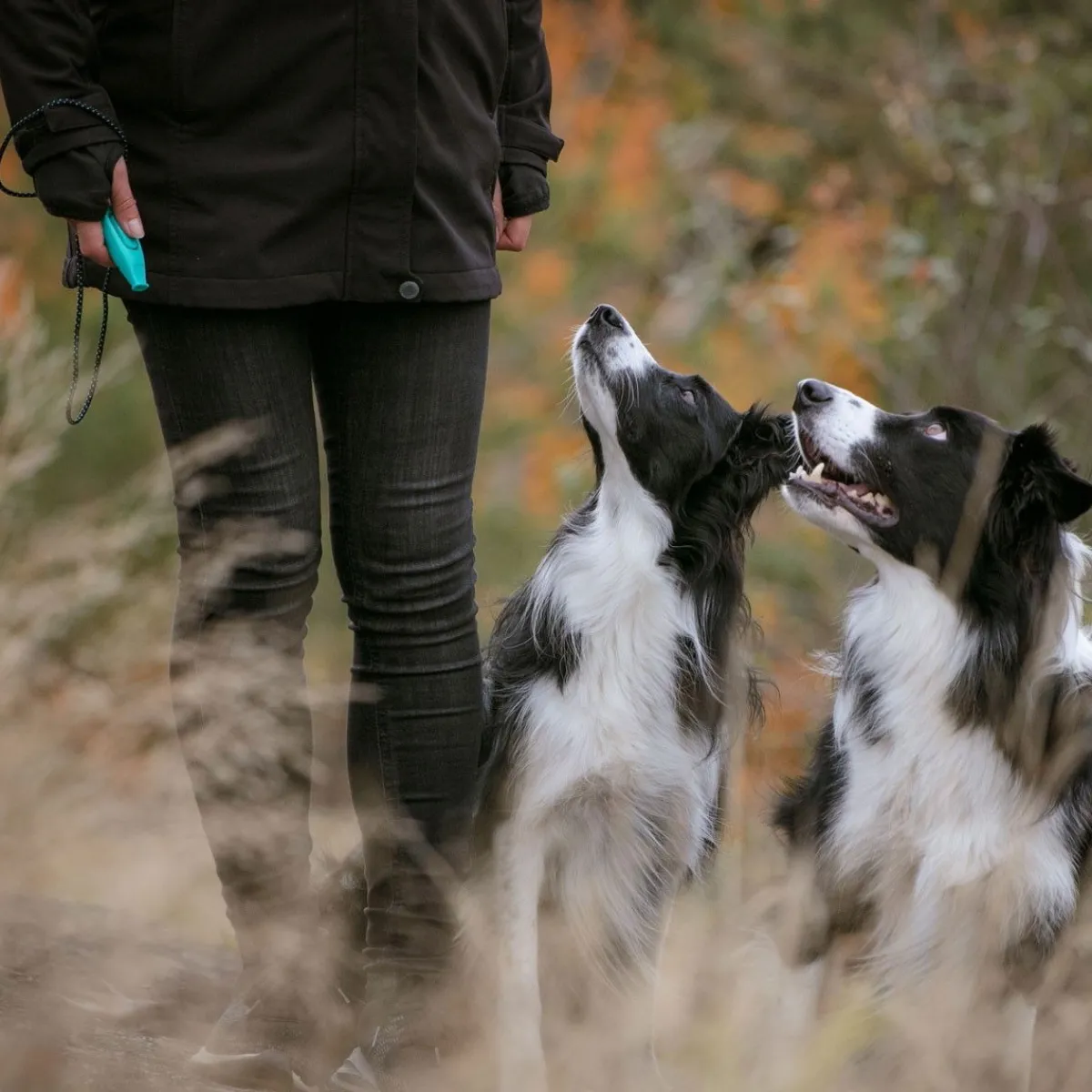 Pro Dog Metsästys Ja Jäljestys|Toko*Whizzclick naksutin/pilli