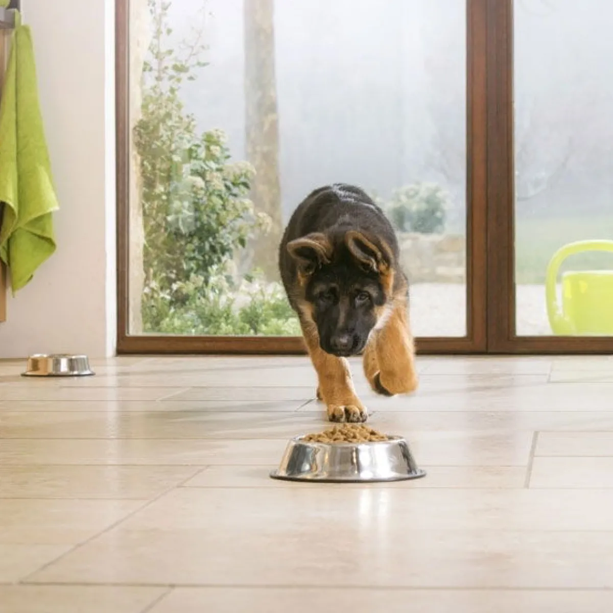 Purina Pro Plan Penturuoka|Koiran Kuivaruoka*Pro Plan Large Puppy Athletic