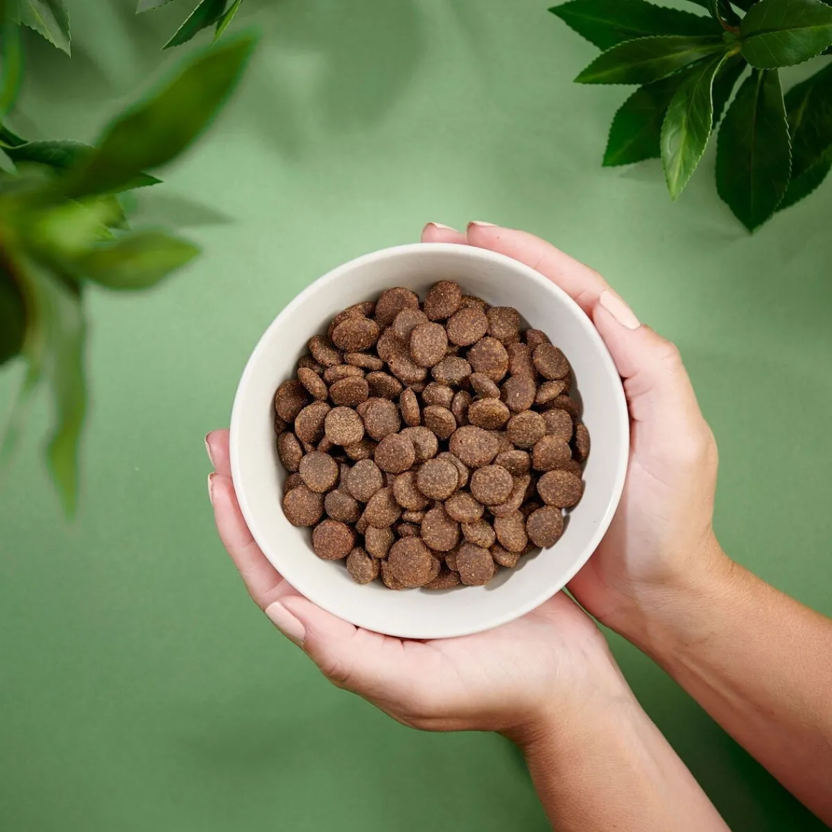 Purenatural Koiran Kuivaruoka|Koiran Kuivaruoka*Dog Adult Grain Free Salmon