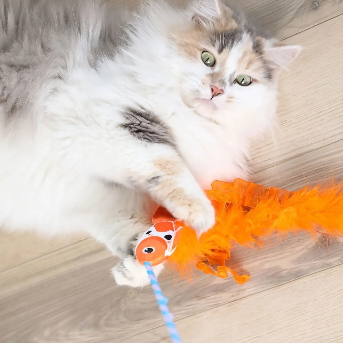 Quirky Kitty Kissanhuiskat Ja -Onget*kissanonki koikarppi