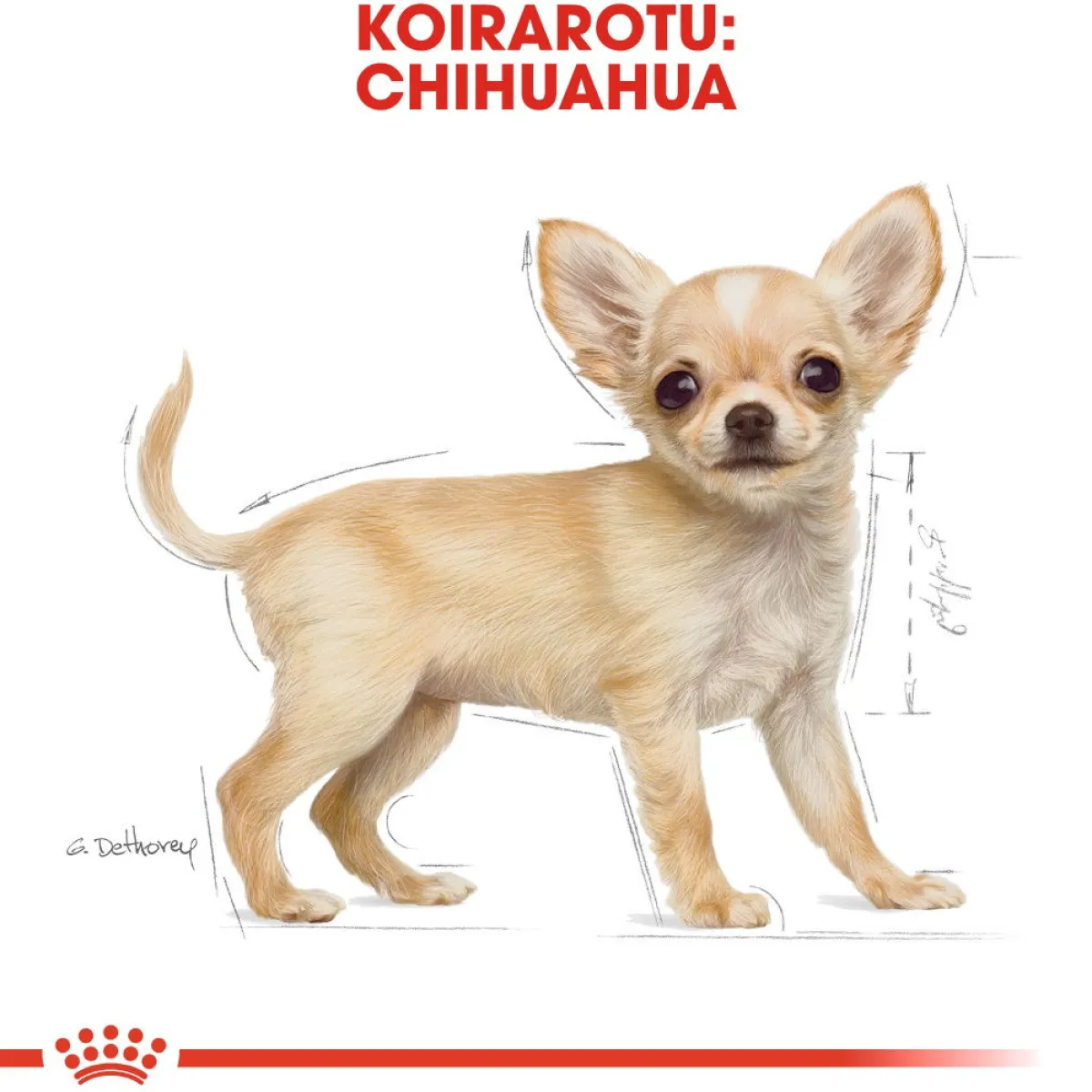 Royal Canin Penturuoka|Koiran Kuivaruoka*Breed Chihuahua Puppy